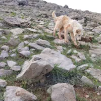 توله سگ
