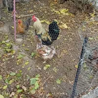 مرغ بالغ تخمگذار وخروس دورگه