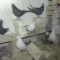 ۹تا کفتر|پرنده|شراء, |دیوار