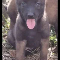 شاه توله مالینویز