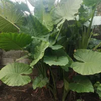 گل بابا ادم|گل و گیاه طبیعی|اسالم, |دیوار