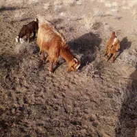 شاه بز|حیوانات مزرعه|نیشابور, دربقاضی|دیوار