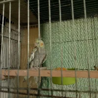 یک دونه جوجه عروس هلندی ماده