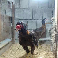 یک جفت لاری ۷ ماهه|حیوانات مزرعه|دالخانی, |دیوار