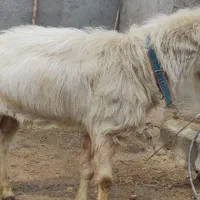 بز سانن نر|حیوانات مزرعه|سرشیو, |دیوار