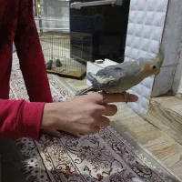 ۲جفت عروس اهلی ومولد|پرنده|ارومیه, |دیوار