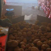 سیب زمینی بذری