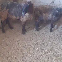 ۱۸۰۰۰۰۰۰|حیوانات مزرعه|شیراز, اکبر آباد|دیوار