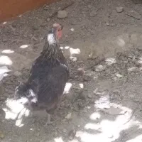 ی  عدد مرغ  جوان