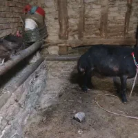 قوچ فری|حیوانات مزرعه|صوفیان, |دیوار