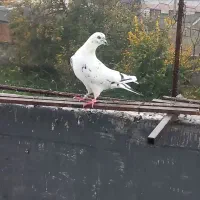 کبوتر پرشی|پرنده|قائمشهر, |دیوار