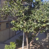 رهن کامل آپارتمان دو خوابه در مخابرات شهرک محلاتی|اجارهٔ آپارتمان|تهران, شهرک محلاتی|دیوار