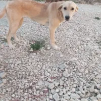 توله سگ ۶ماه مادر پژدر اصل پدر سرابی|سگ|پیرانشهر, |دیوار