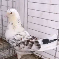 کبوتر