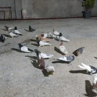 بهبونی شهری هوایی|پرنده|شیراز, شهرک رضوان|دیوار