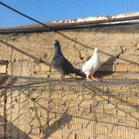 کفتر|پرنده|شیراز, گلشن|دیوار