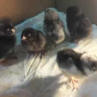 جوجه مرندی کوکو|حیوانات مزرعه|تبریز, |دیوار