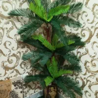 نخل یک متر و شصت سانت بزرگ و زیبا