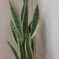 گل سانسوریا ابلغ جوانه افریقای