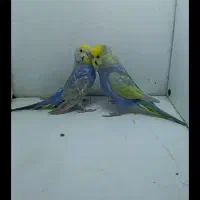 مرغ عشق نر          ماده.        جفت