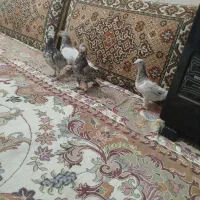 کفتر هفت رنگ|پرنده|بشاریات, |دیوار