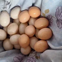 تخم مرغ و اردک محلی.