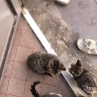 واگذاری رایگان بچه گربه|گربه|خرم‌آباد (تنکابن), |دیوار