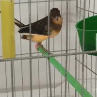 شوش روستای سخی قهوه خانه سید رسول موسوی