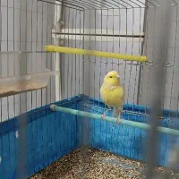 قناری نر درجع یک بخون|پرنده|فارسان, |دیوار