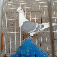 دوکت خط سفید نر