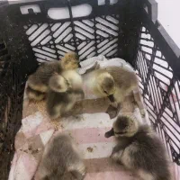 جوجه قوغازآغریقایی