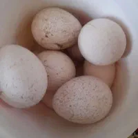 تخم بوقلمون