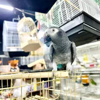 کاسکو دم‌شرابی جوجه سن رام و چلوندنی کلام دار