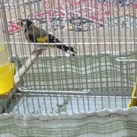 سهره نر|پرنده|خرمآباد, |دیوار