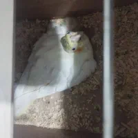 عروس هلندی مولد|پرنده|داران, |دیوار