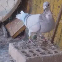 عراق گرفتنی دریایی