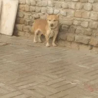 درشت مولد خوب براتوله کشی پاپی هم بازیگوش|سگ|تربت جام, معدآباد|دیوار