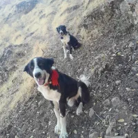 سگ ده ماهه|سگ|نورآباد ممسنی, |دیوار