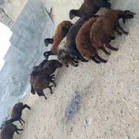 19 راس کاور و بره قزل افشار اصلی زیبا برای داشتی