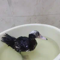 یک عددجوجه اردک مسکویی