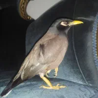 مینا سخنگو|پرنده|مشهد, وکیل‌آباد|دیوار