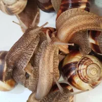 حلزون برا پوست