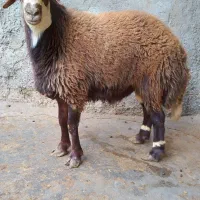 گوسفند بره قوچ های آنتیک ناب کیلویی۳۵۵|حیوانات مزرعه|ملایر, |دیوار