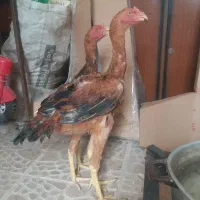 خروس لاری