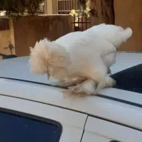 مرغ سلطان