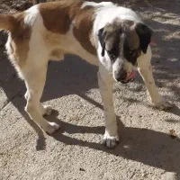 واگذاری سگ گله