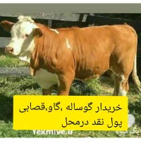 خرید و فروش گوساله گاو