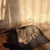 دوتا گربه ناز و کیوت|گربه|قدس, شهرقدس|دیوار