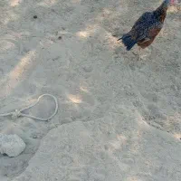 ماده مرغ تضمین