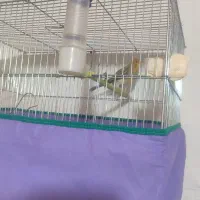 قناری|پرنده|کرمان, |دیوار